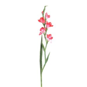 Gladiool Roze, PTMD 96cm