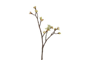 Knop Esdoorn Acer Quince S