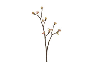 Knop Esdoorn Acer Quince Roze