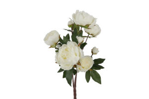 pioenroos, Paeonia Rosa wit
