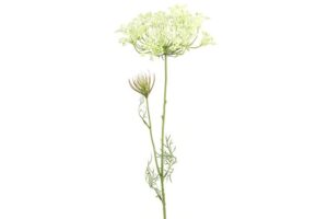 Bloem Berenklauw / Heracleum wit 70cm