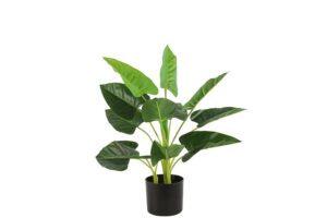 Strelitzia 55 CM