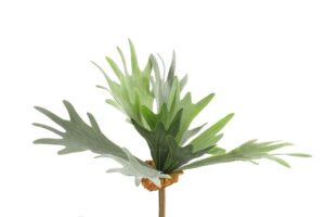 Hertshoornvaren, Platycerium groen