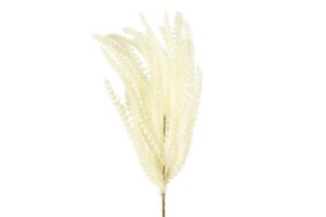 Phragmites crème-