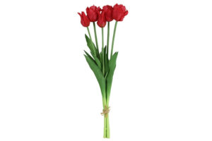 Boeket Tulp Tulipa (parkiet)  fuchsia