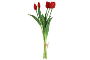 Boeket Tulp Tulipa rood 41cm