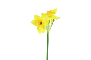Narcissus geel