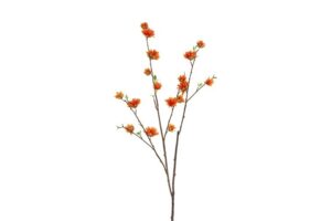 Bloem Magnolia oranje 109cm