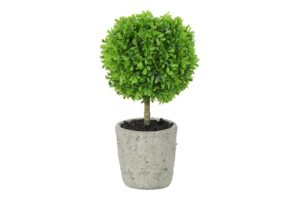 Buxus in pot 32cm