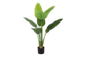 Strelitzia groen 120cm