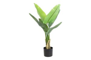Strelitzia 90CM