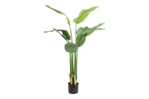 Strelitzia M 150CM