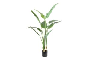 Strelitzia 180CM
