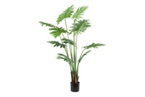 Plant Philodendron XL