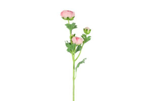 Bloem Ranunculus L roze 66cm