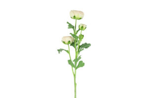 Bloem Ranunculus L crème 66cm