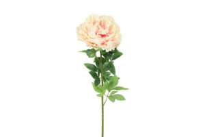 Pioenroos, Bloem Paeonia 73 cm