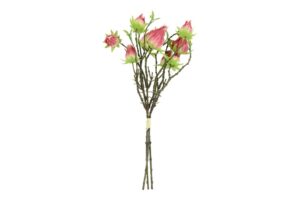 Hibiscus sabdariffa roze-L5B10H33CM
