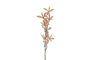 Blad Pachira (eucalyptus)bruin 80cm