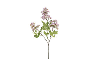 Bloem Sering Spirea Douglas paars