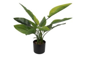 Strelitzia 70CM