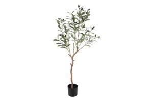 olijf boom H103