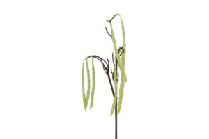 Tak Phaesaolus groen 60CM