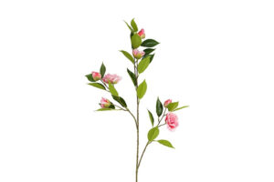 Bloem Camellia Japonica